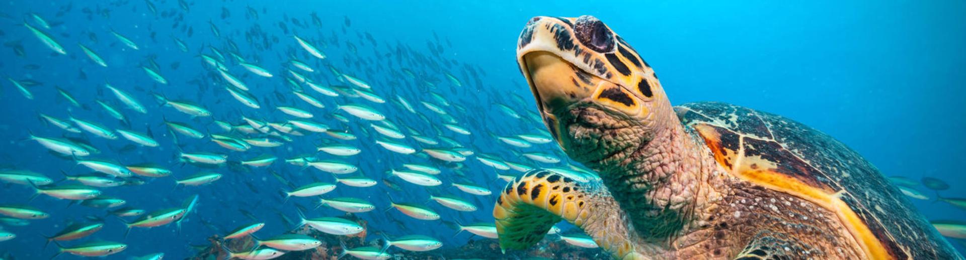 Animal Speakers hero